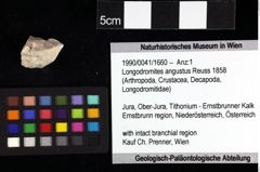 Foto (Objket + Etiketten) von Nodoprosopon sp. 